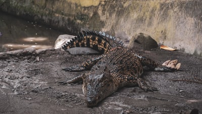 白天水面上的黑鳄鱼